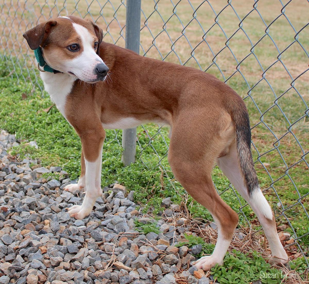 Bobo, an adopted mixed breed in Bedford, VA image 2/3