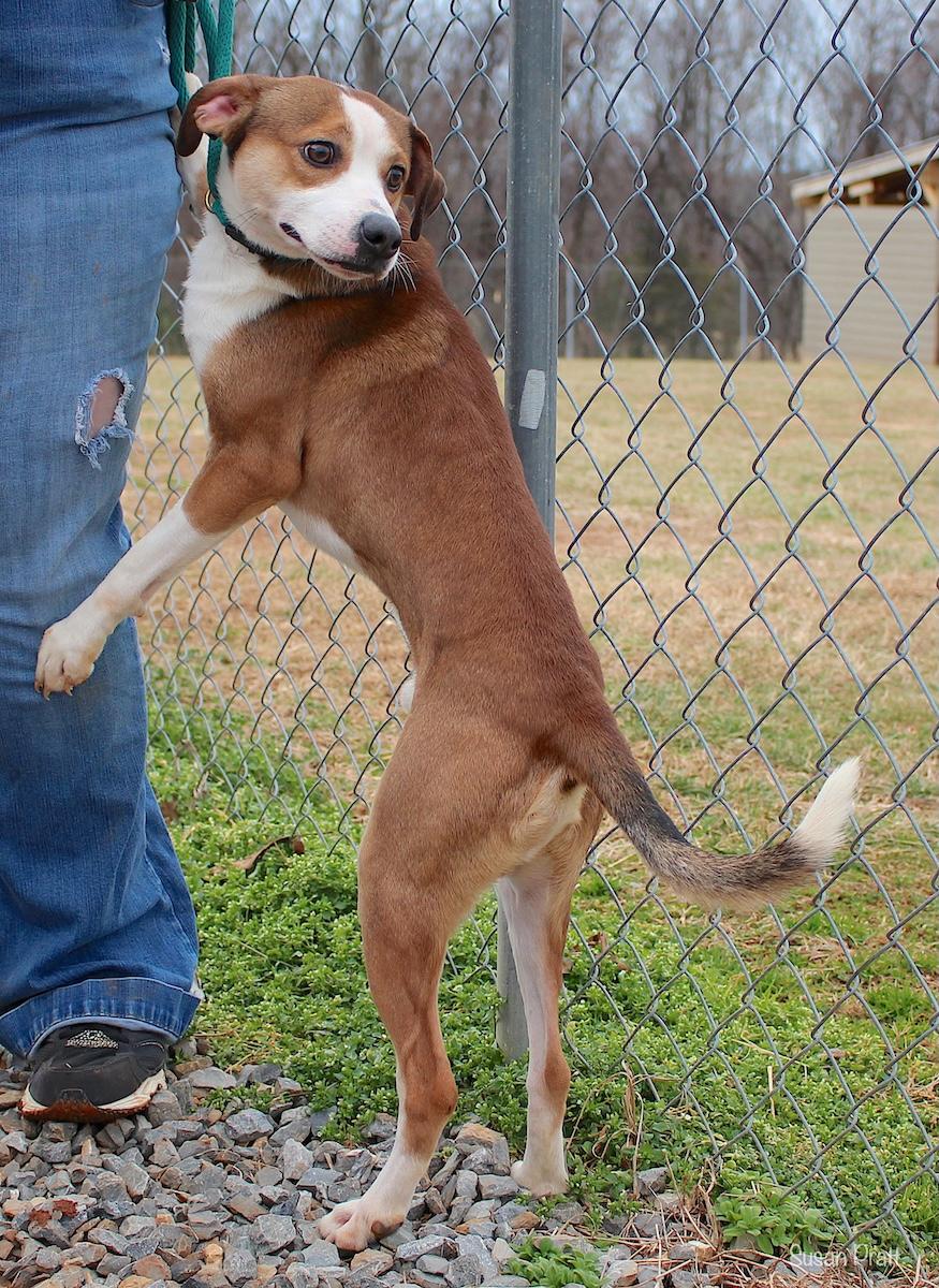 Bobo, an adopted mixed breed in Bedford, VA image 3/3