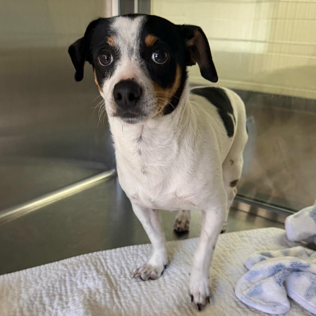 Junior, Adoptable, Young Male Chihuahua.