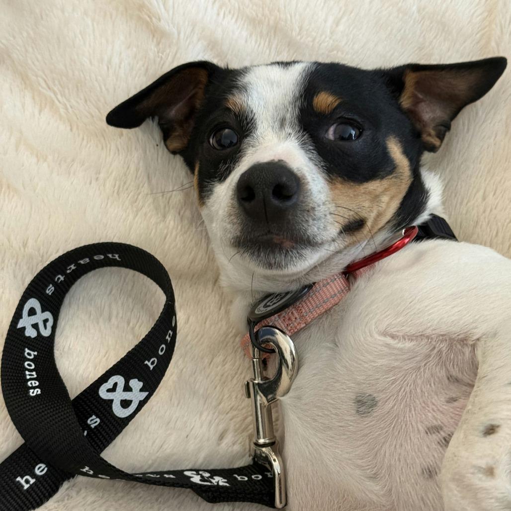 Enlarge Junior, a Adoptable Chihuahua in Brooklyn, NY image 2/4