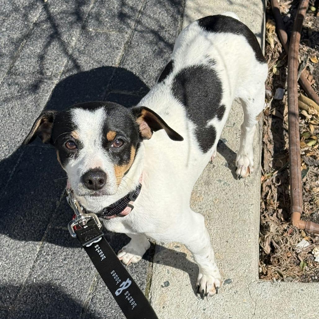 Enlarge Junior, a Adoptable Chihuahua in Brooklyn, NY image 3/4