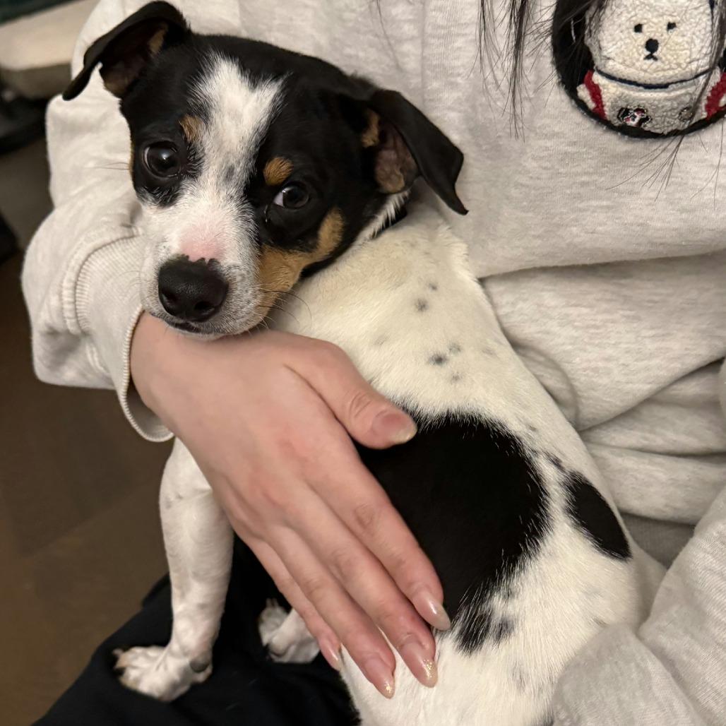 Enlarge Junior, a Adoptable Chihuahua in Brooklyn, NY image 4/4