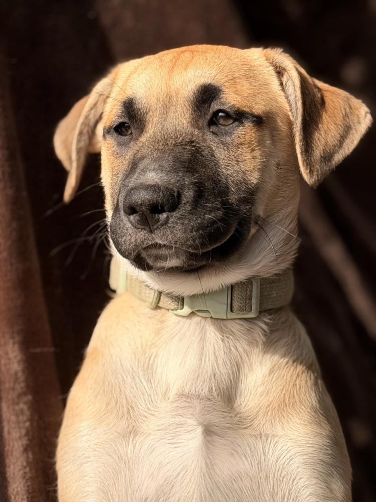 Enlarge Candy, a Adoptable mixed breed in Pleasant Hill, CA image 1/6