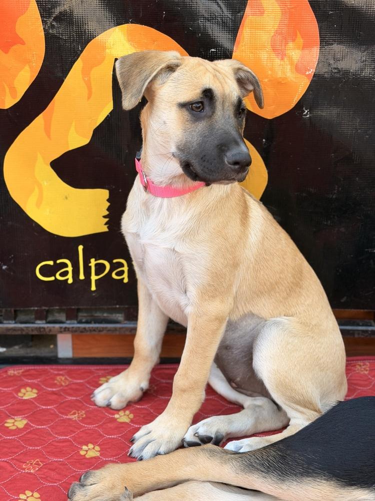 Enlarge Candy, a Adoptable mixed breed in Pleasant Hill, CA image 2/6