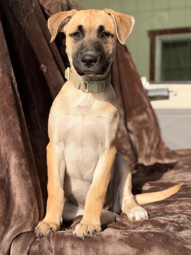 Enlarge Candy, a Adoptable mixed breed in Pleasant Hill, CA image 3/6