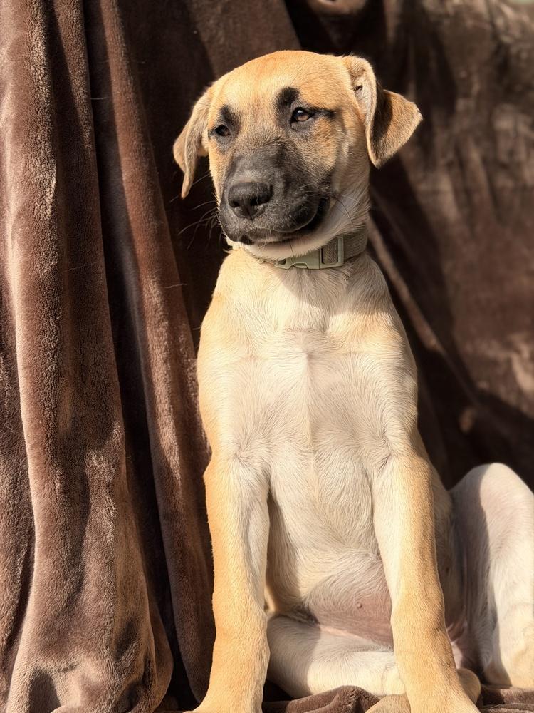 Enlarge Candy, a Adoptable mixed breed in Pleasant Hill, CA image 4/6
