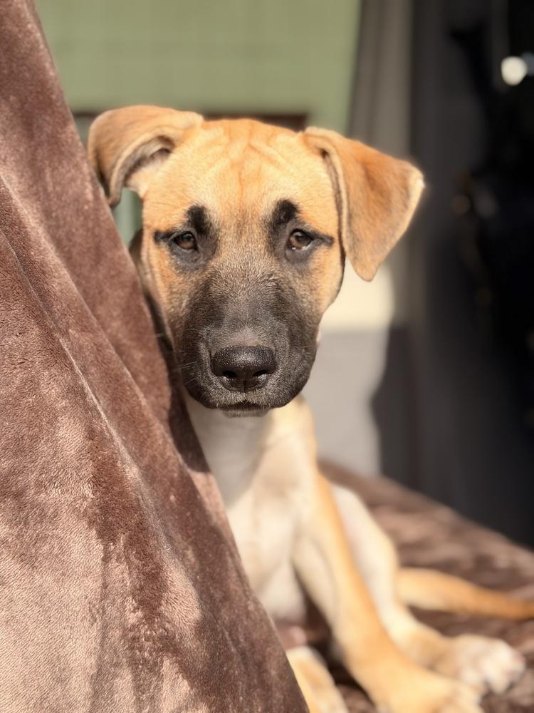 Enlarge Candy, a Adoptable mixed breed in Pleasant Hill, CA image 5/6