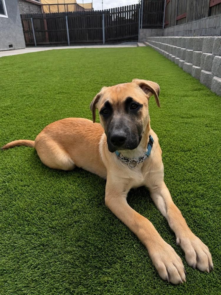 Enlarge Candy, a Adoptable mixed breed in Pleasant Hill, CA image 6/6