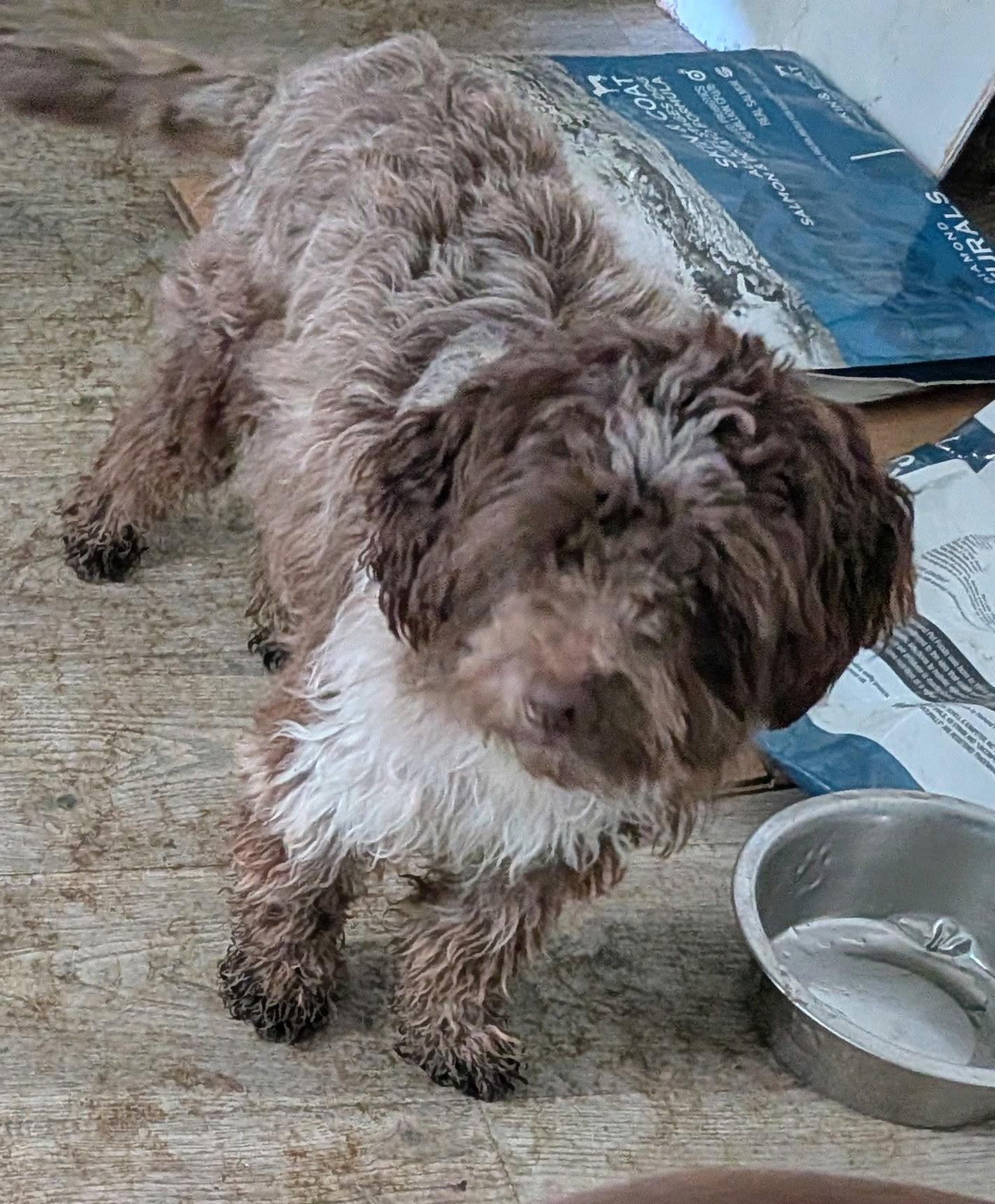 Jeremy, ADOPTABLE, Young Male Havanese.