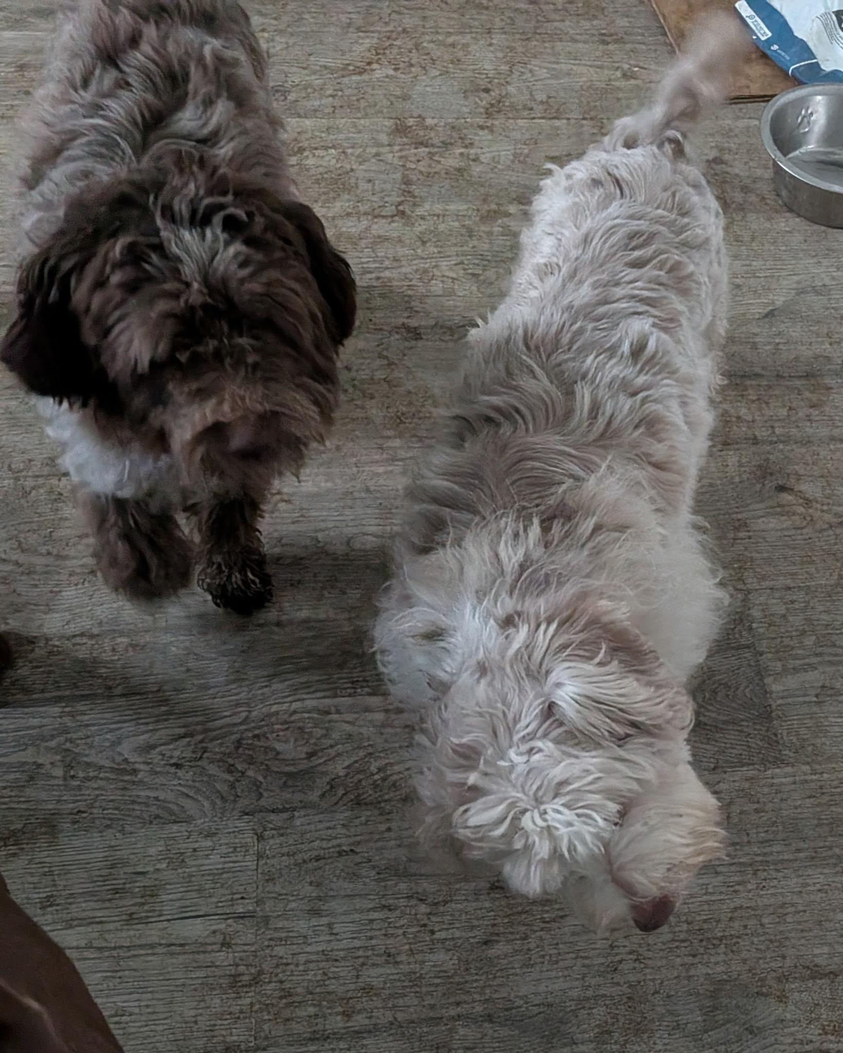 Enlarge Jeremy, a ADOPTABLE Havanese in Beaverton, OR image 2/3