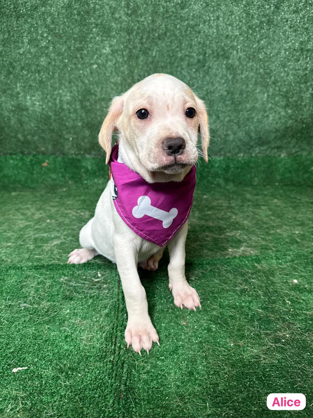 Enlarge Alice, a ADOPTABLE mixed breed in New York, NY image 3/4