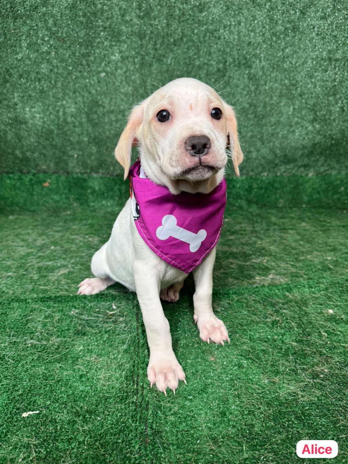 Alice, ADOPTABLE, Young Female Labrador Retriever.