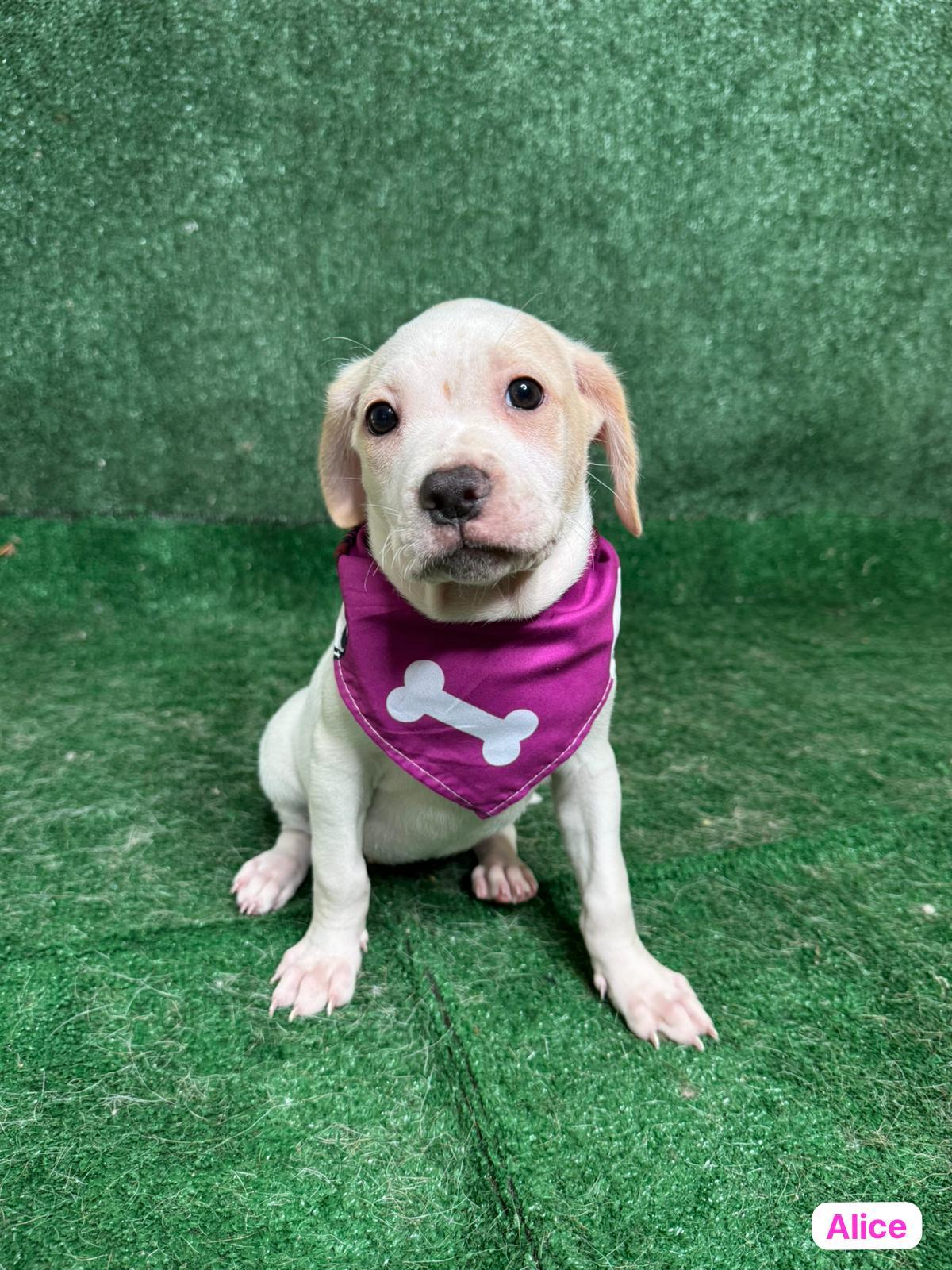Enlarge Alice, a ADOPTABLE mixed breed in New York, NY image 4/4