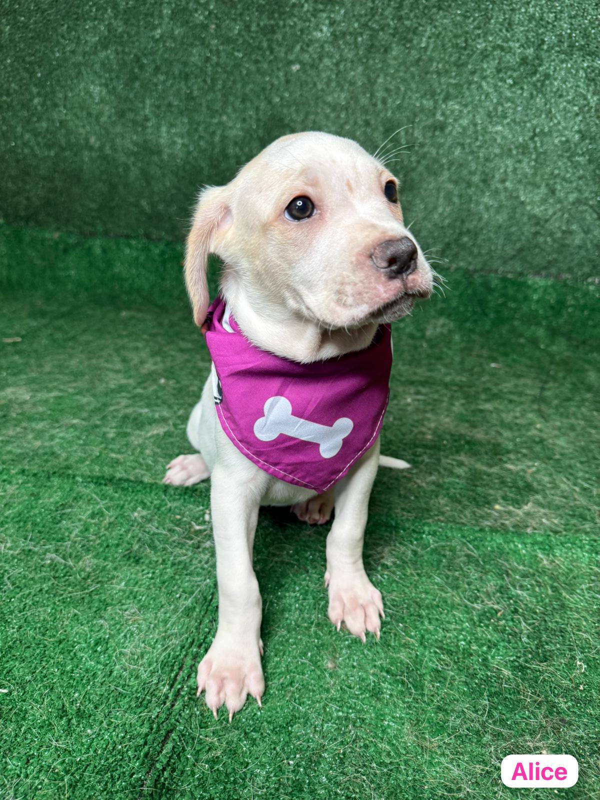 Enlarge Alice, a ADOPTABLE mixed breed in New York, NY image 2/4