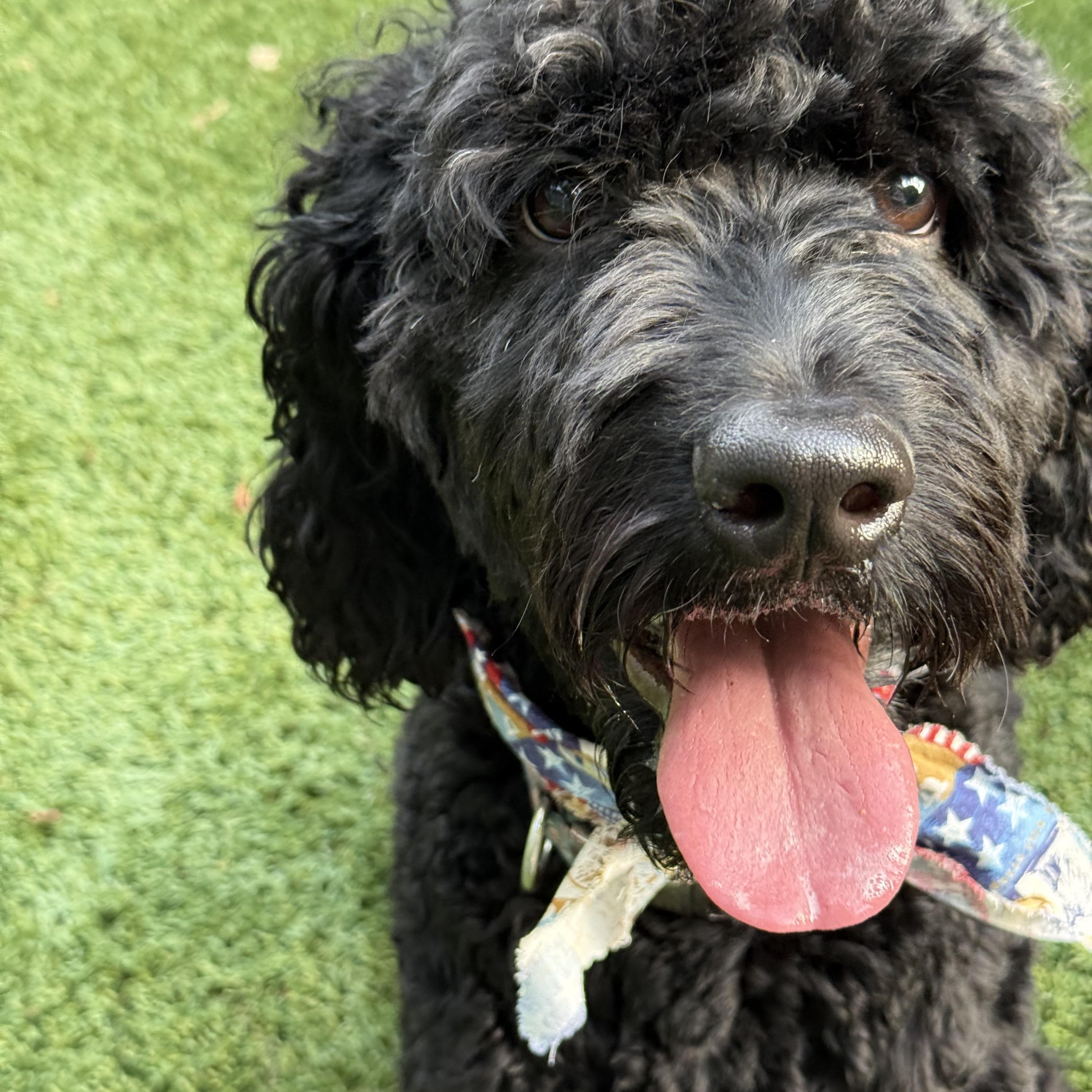 Enlarge LENNIE-PENNSYLVANIA (FEMALE GOLDENDOODLE IN PITTSBURGH, PA), a Adoptable Goldendoodle in PITTSBURGH, PA image 5/6