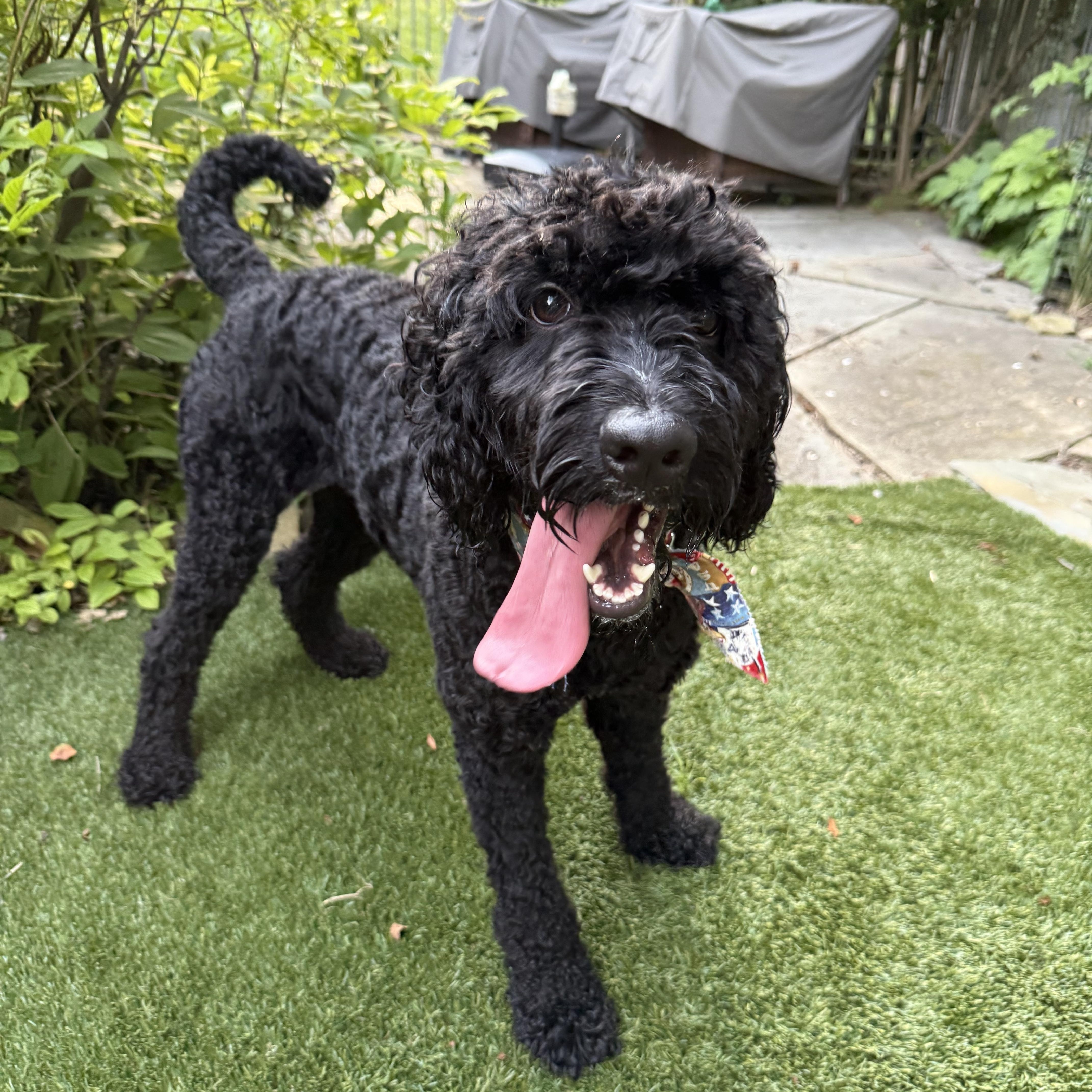 Enlarge LENNIE-PENNSYLVANIA (FEMALE GOLDENDOODLE IN PITTSBURGH, PA), a Adoptable Goldendoodle in PITTSBURGH, PA image 2/6