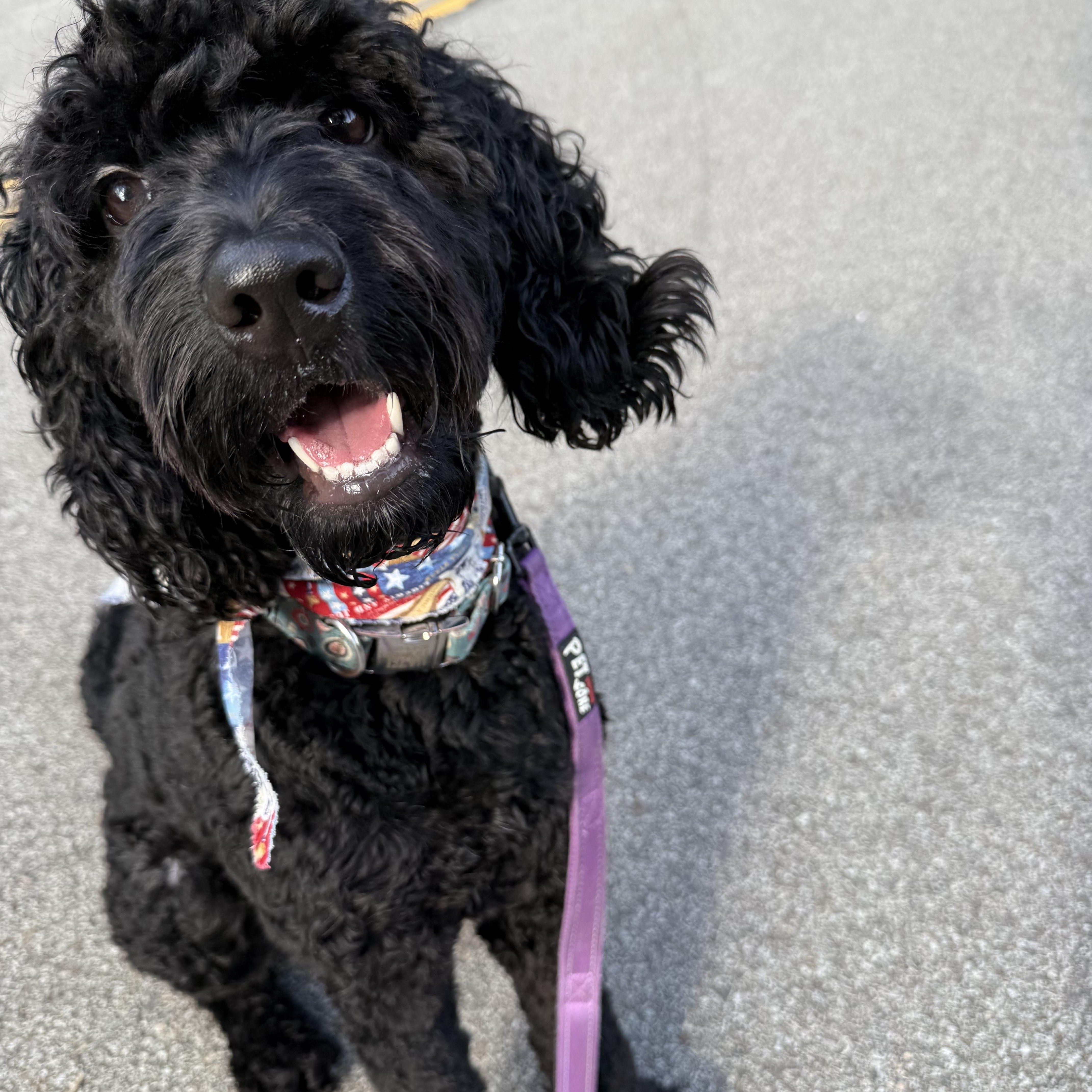 Enlarge LENNIE-PENNSYLVANIA (FEMALE GOLDENDOODLE IN PITTSBURGH, PA), a Adoptable Goldendoodle in PITTSBURGH, PA image 4/6