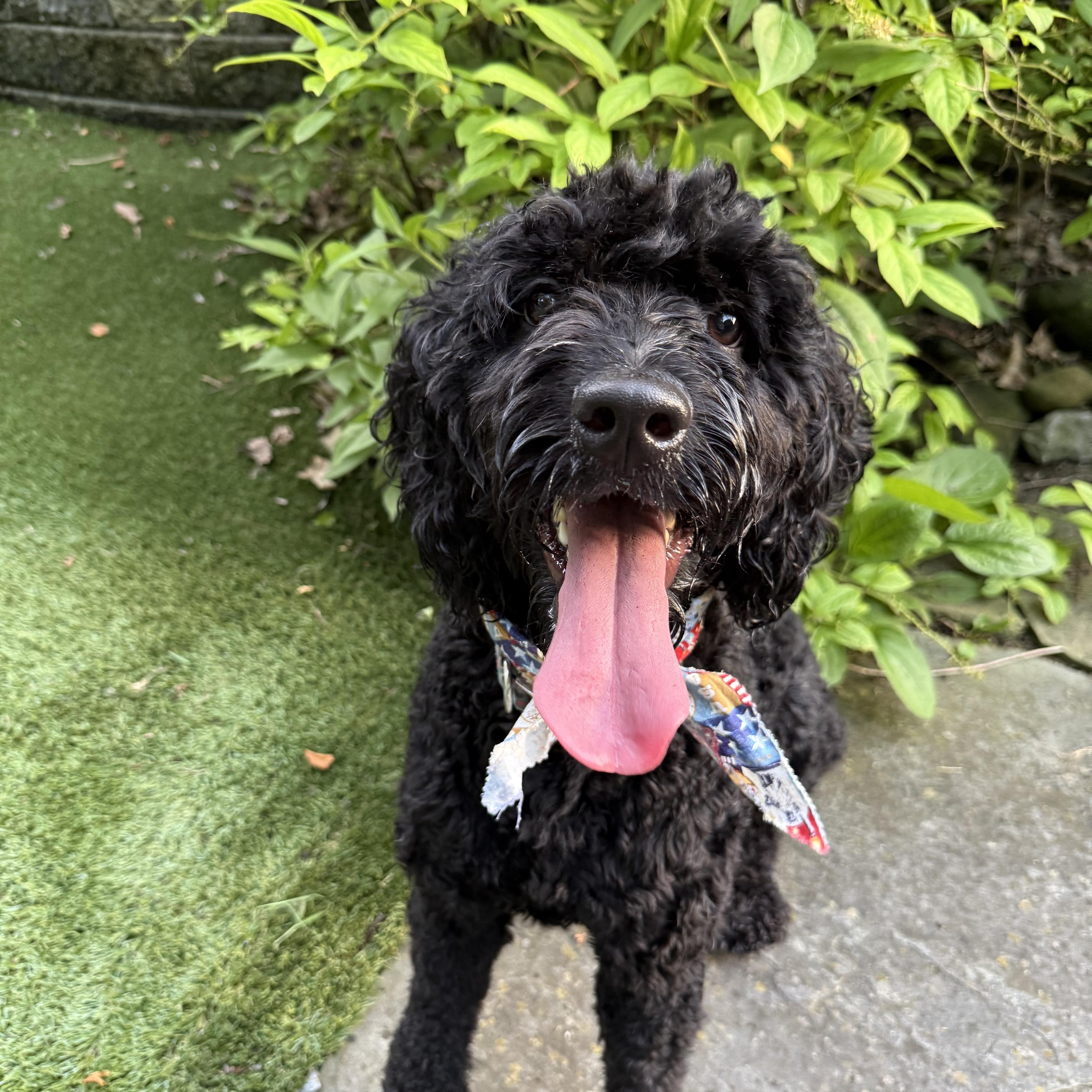 Enlarge LENNIE-PENNSYLVANIA (FEMALE GOLDENDOODLE IN PITTSBURGH, PA), a Adoptable Goldendoodle in PITTSBURGH, PA image 3/6