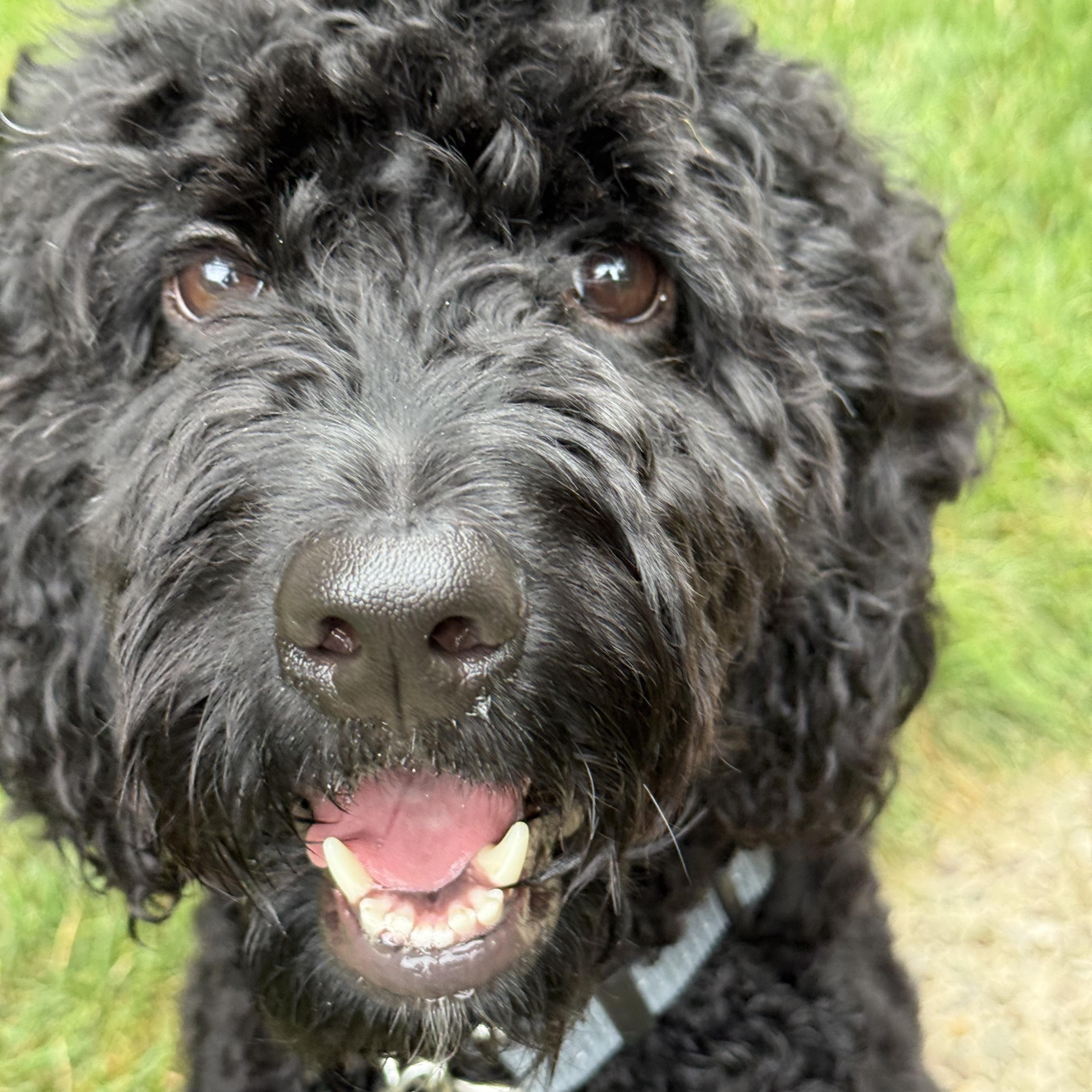 LENNIE-PENNSYLVANIA (FEMALE GOLDENDOODLE IN PITTSBURGH, PA), Adoptable, Young Female Goldendoodle.
