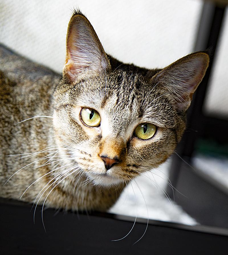 Eleanor (& Miss Lizzy), a Adoptable Domestic Short Hair in Chicago, IL image 3/6