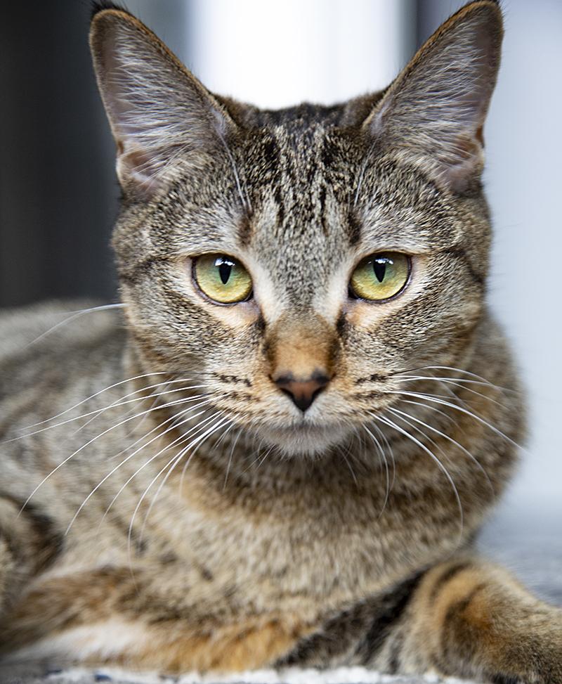 Eleanor (& Miss Lizzy), a Adoptable Domestic Short Hair in Chicago, IL image 4/6