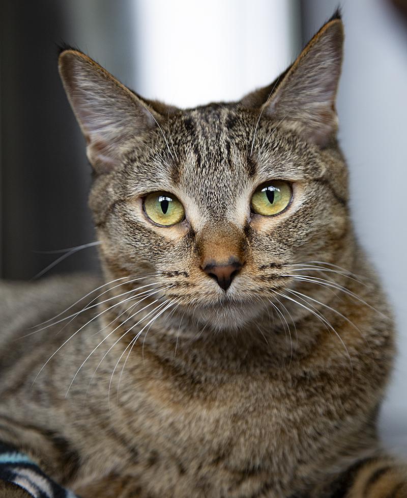 Eleanor (& Miss Lizzy), Adoptable, Young Female Domestic Short Hair.