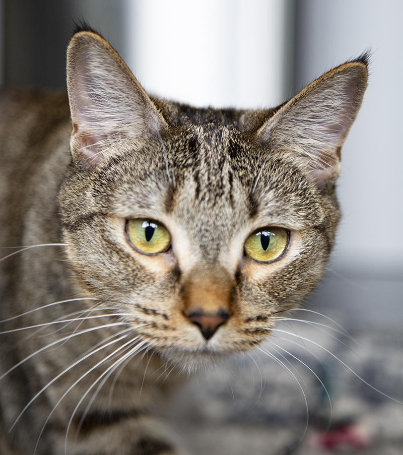 Eleanor (& Miss Lizzy), a Adoptable Domestic Short Hair in Chicago, IL image 5/6