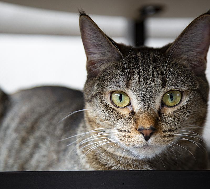 Eleanor (& Miss Lizzy), a Adoptable Domestic Short Hair in Chicago, IL image 2/6