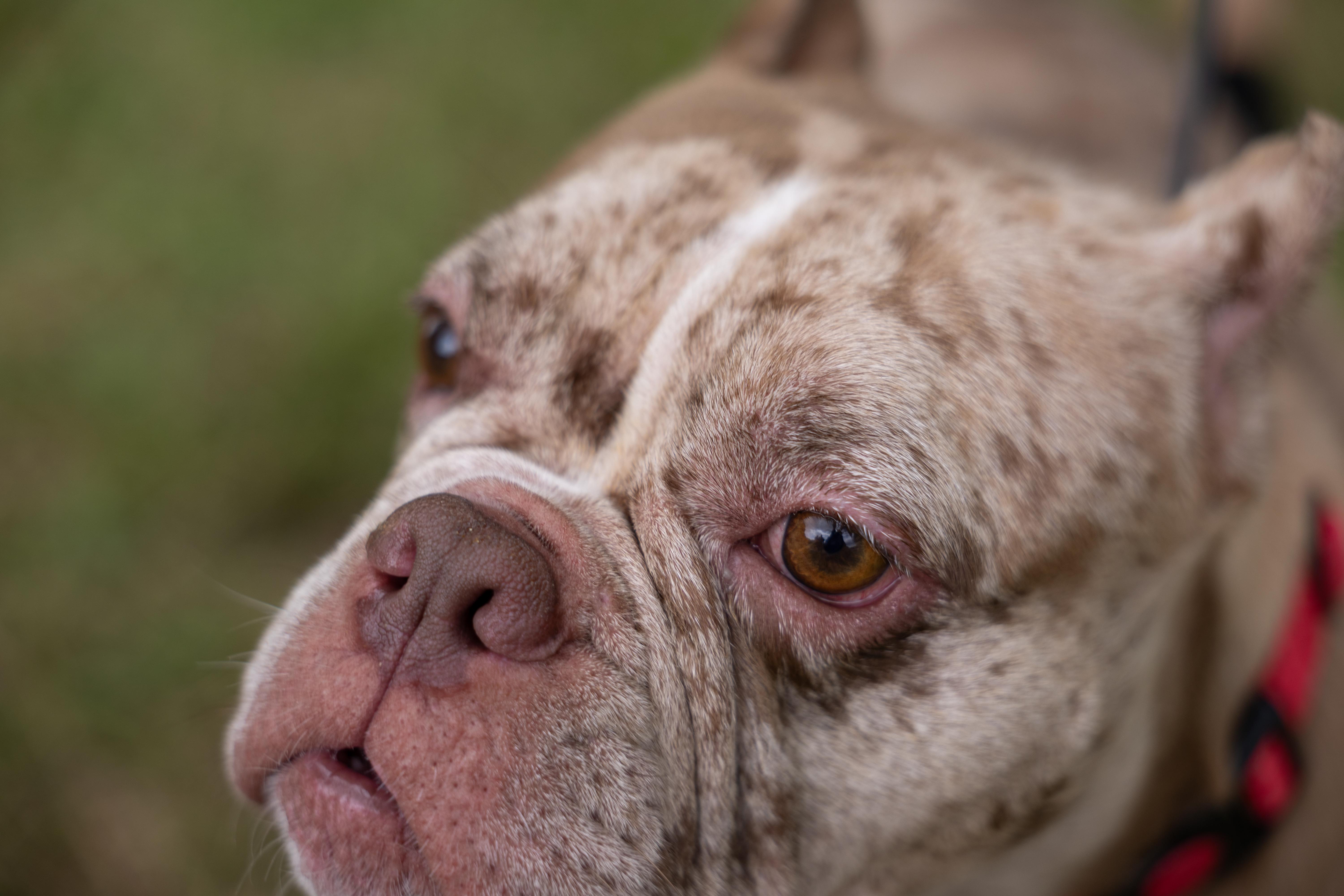 Enlarge Petunyah, a Adoptable mixed breed in Charlotte, NC image 3/6