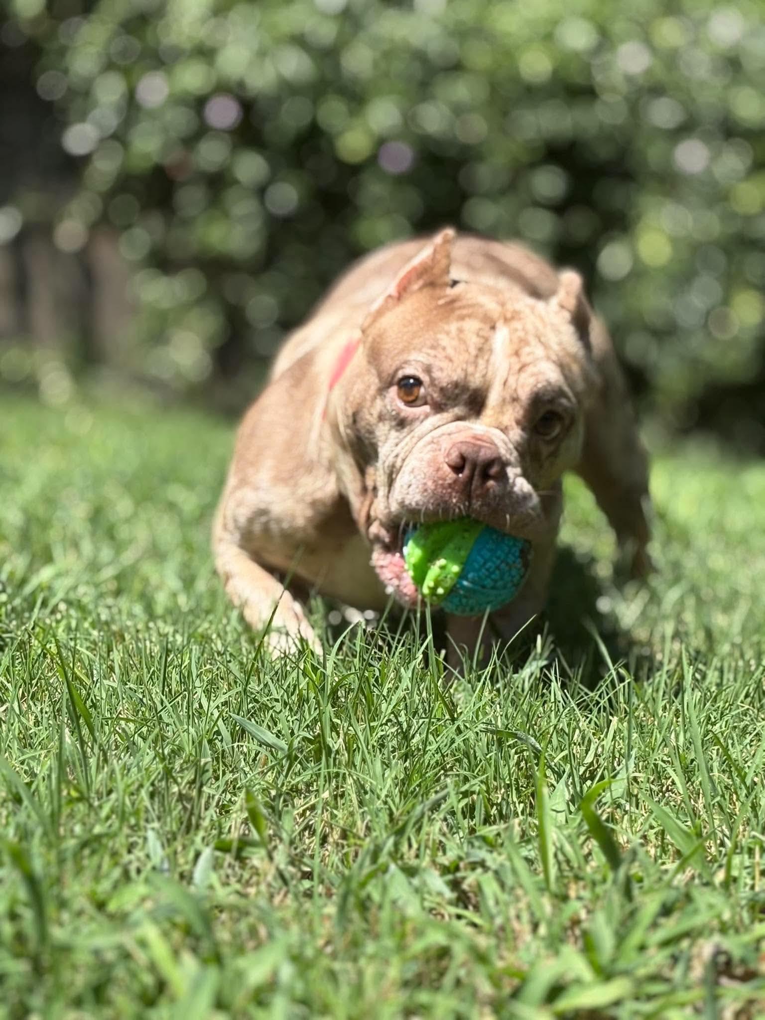 Enlarge Petunyah, a Adoptable mixed breed in Charlotte, NC image 6/6