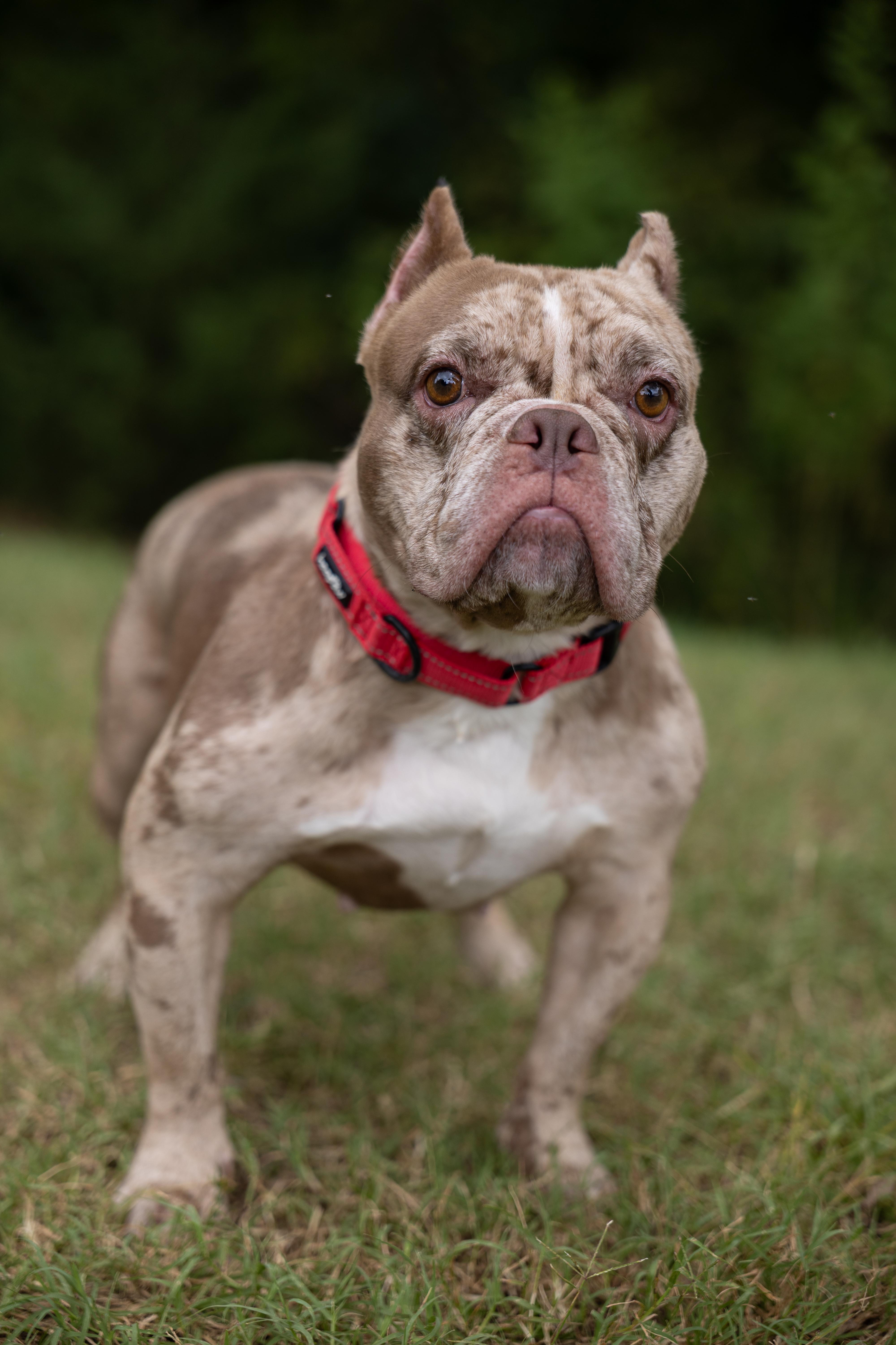 Enlarge Petunyah, a Adoptable mixed breed in Charlotte, NC image 1/6