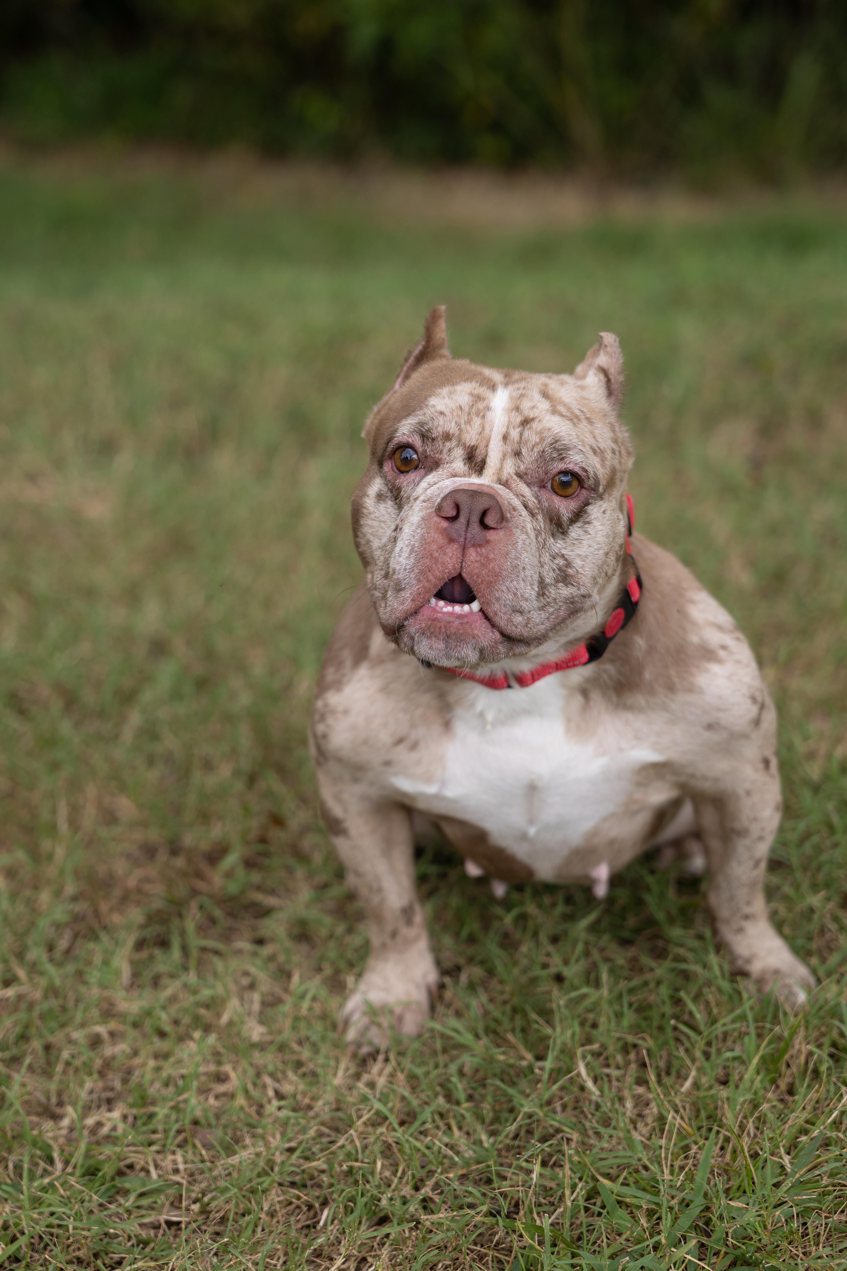 Enlarge Petunyah, a Adoptable mixed breed in Charlotte, NC image 4/6