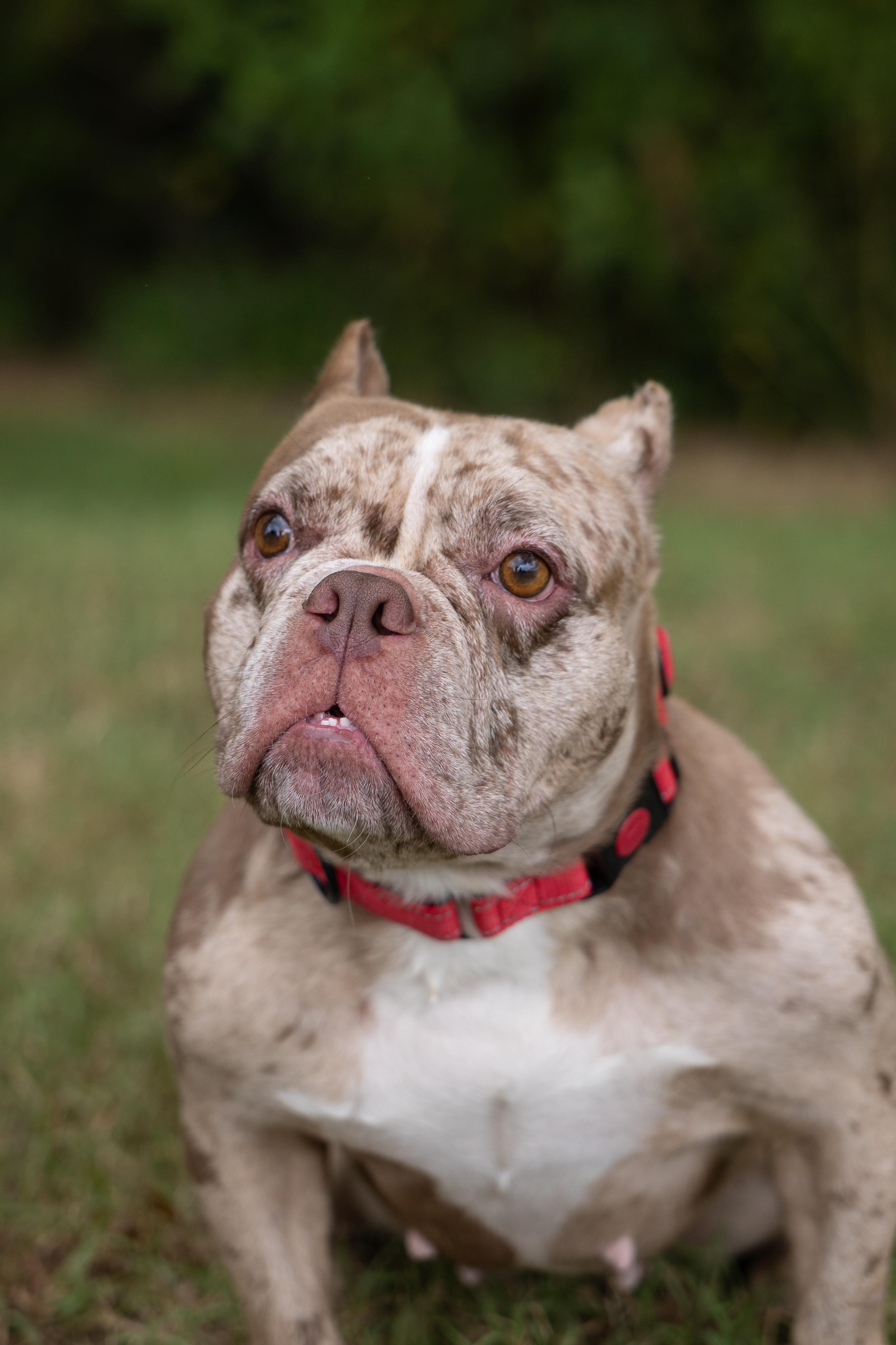 Enlarge Petunyah, a Adoptable mixed breed in Charlotte, NC image 2/6