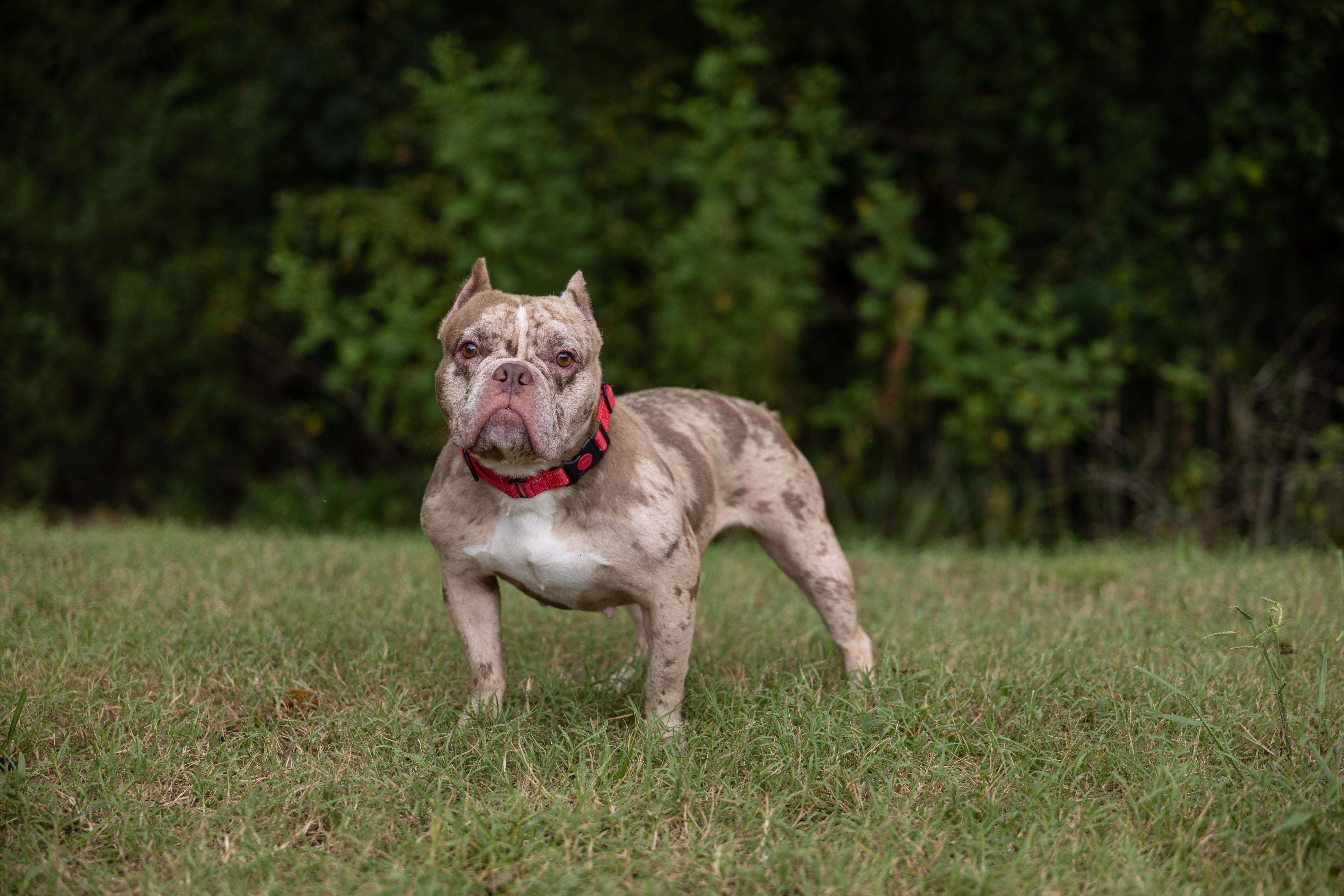 Enlarge Petunyah, a Adoptable mixed breed in Charlotte, NC image 5/6