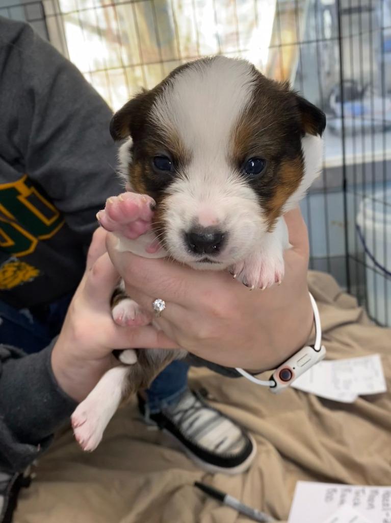 Enlarge Moon, a Adoptable mixed breed in Carthage, MO image 1/4
