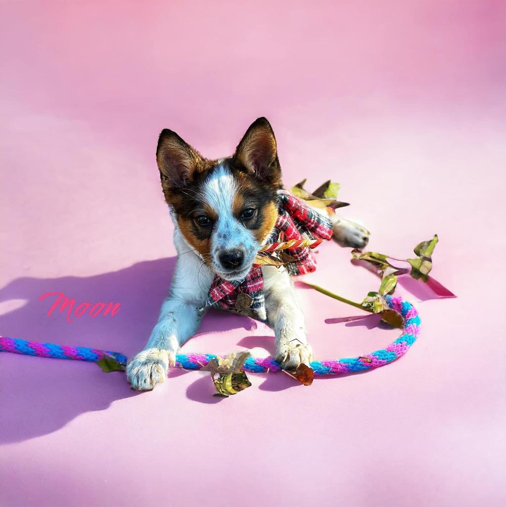 Enlarge Moon, a Adoptable mixed breed in Carthage, MO image 2/4