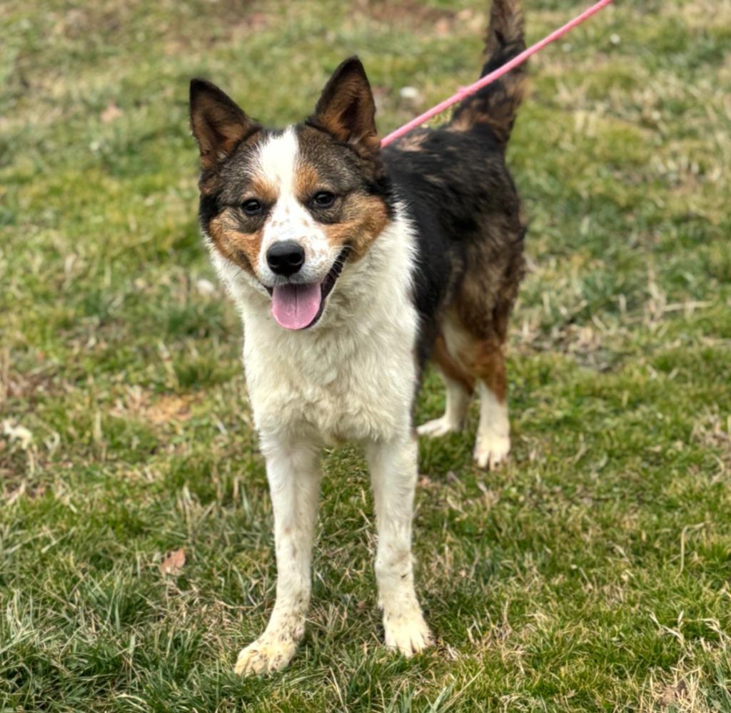 Enlarge Moon, a Adoptable mixed breed in Carthage, MO image 4/4