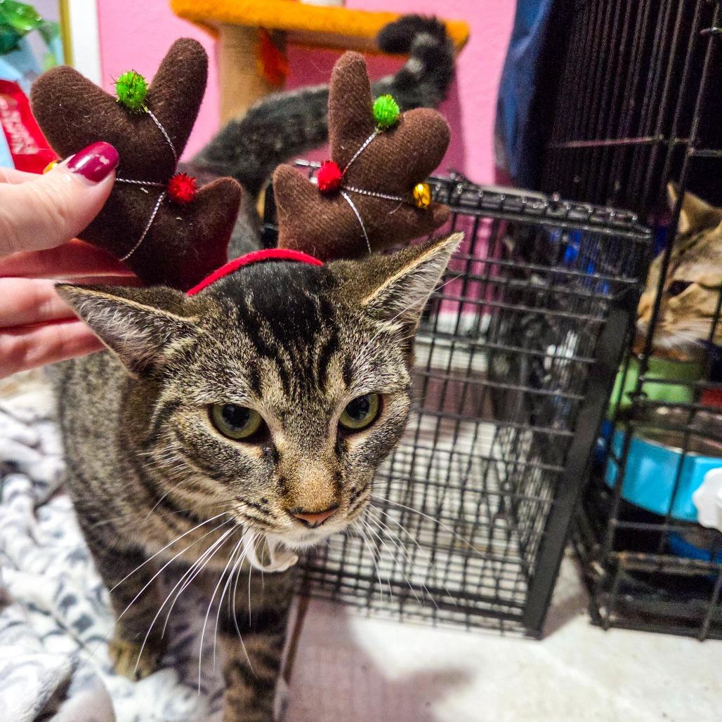 Panacea, Adoptable, Adult Female Domestic Short Hair.