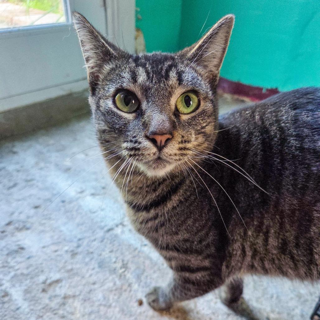 Enlarge Panacea, a Adoptable Domestic Short Hair in San Diego, CA image 2/2