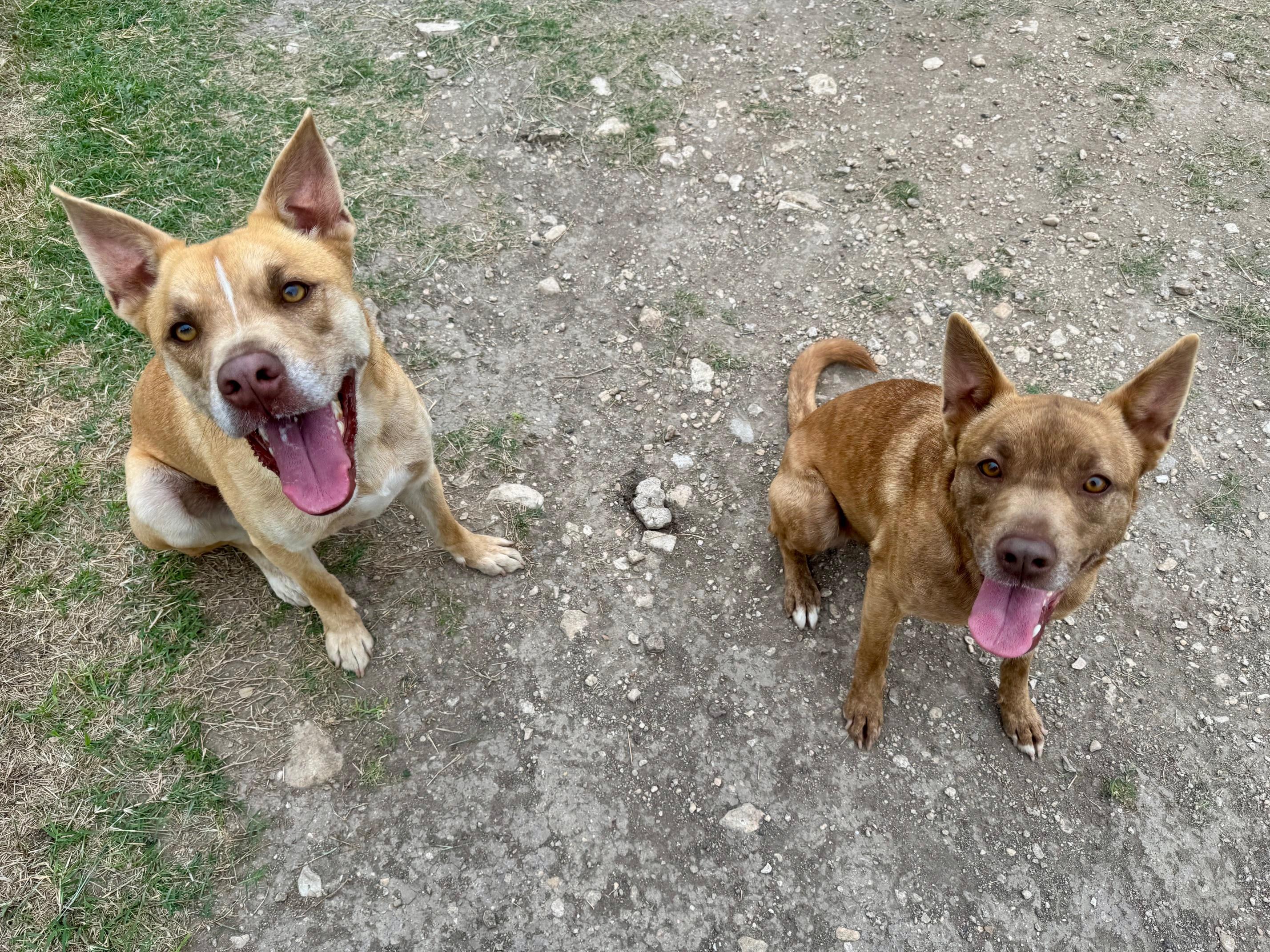 Enlarge #179.26 "Cher" (nickname), a ADOPTABLE mixed breed in Kerrville, TX image 1/3