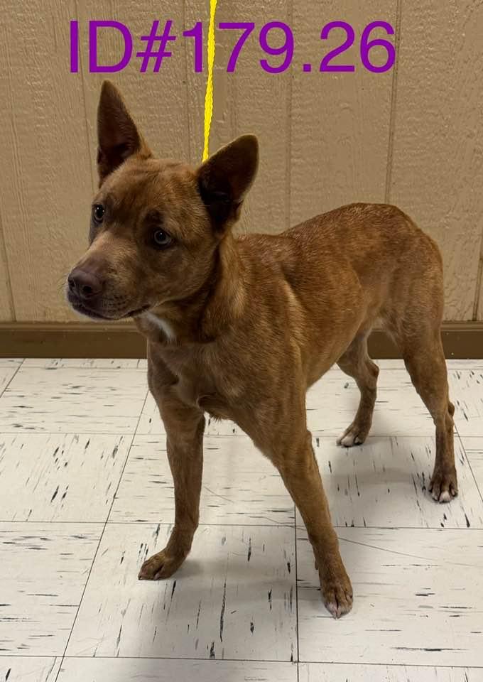 Enlarge #179.26 "Cher" (nickname), a ADOPTABLE mixed breed in Kerrville, TX image 2/3