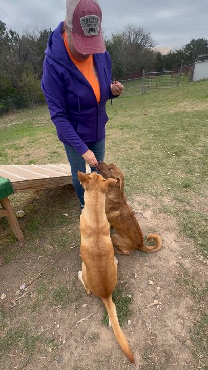 Enlarge #179.26 "Cher" (nickname), a ADOPTABLE mixed breed in Kerrville, TX video 3/3