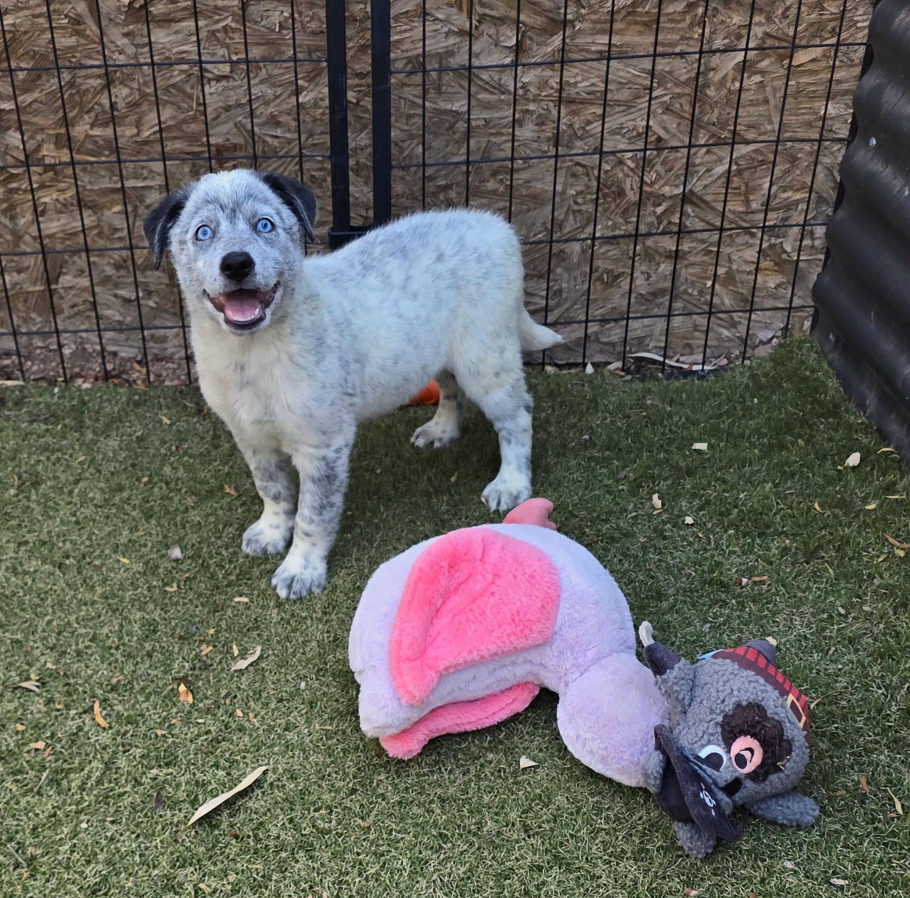Indigo, ADOPTABLE, Puppy Male Australian Cattle Dog / Blue Heeler & Australian Shepherd.