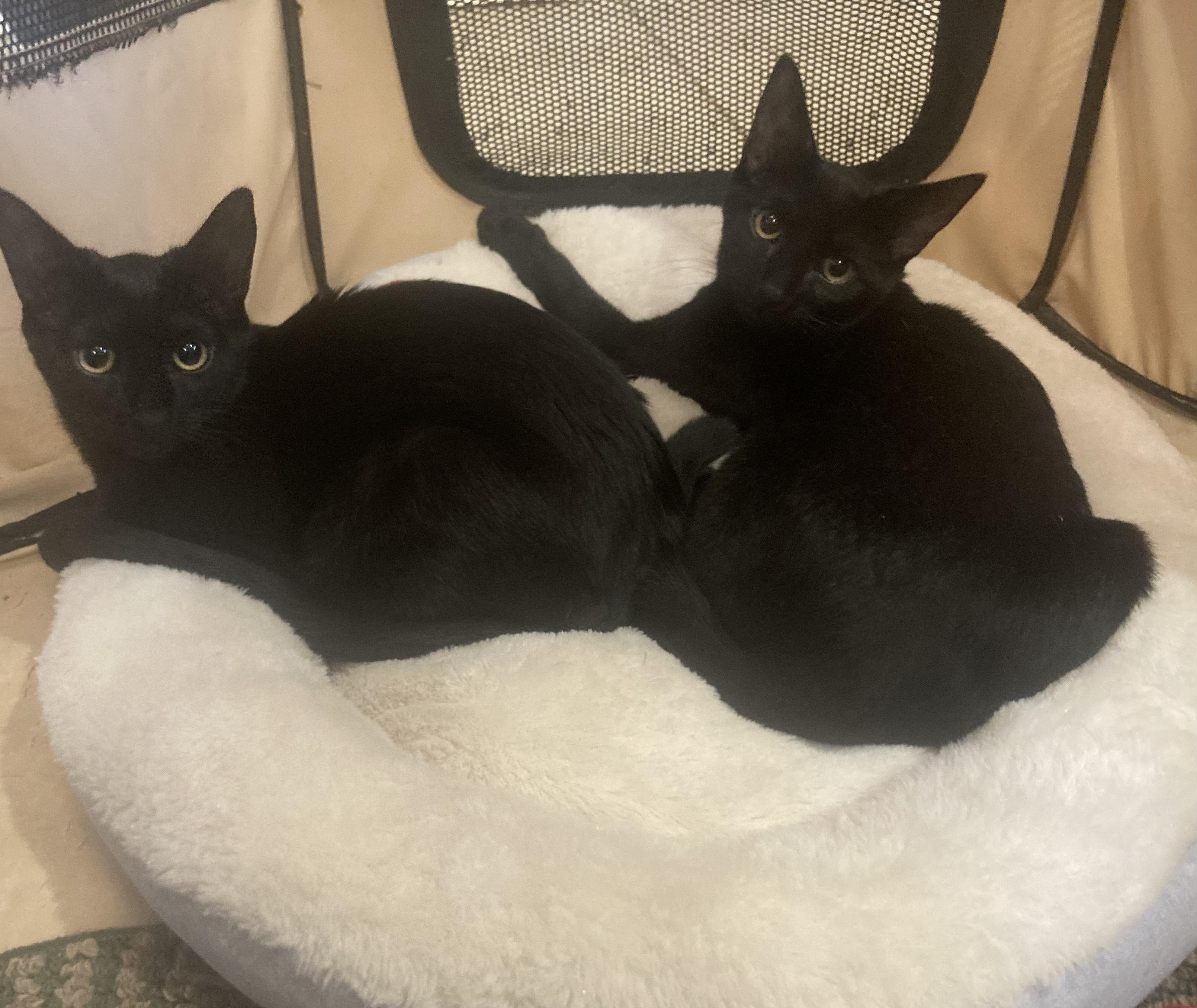 Athena & Zeus, a Adoptable Domestic Short Hair in Pompton Lakes, NJ image 2/6