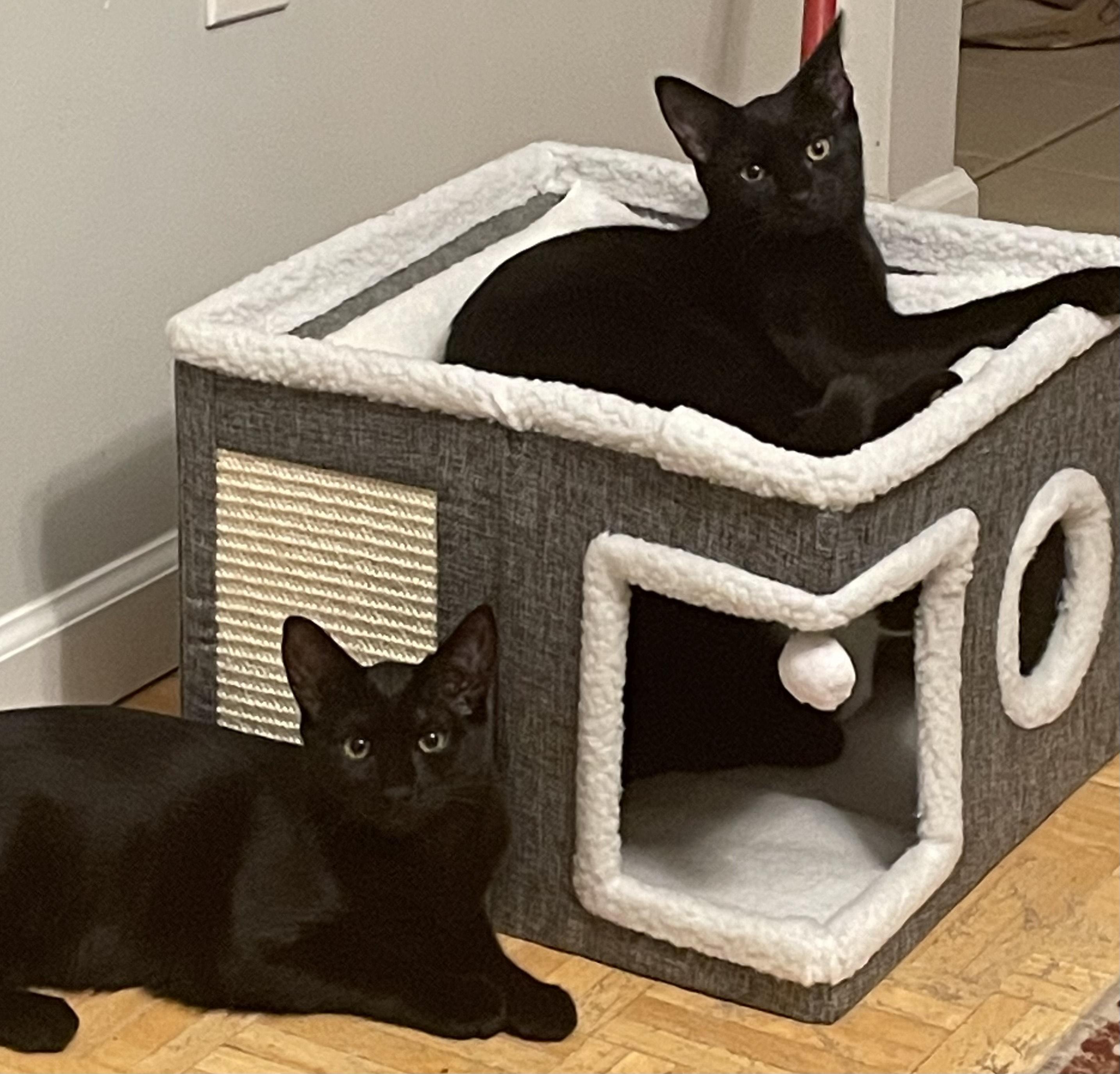 Athena & Zeus, a Adoptable Domestic Short Hair in Pompton Lakes, NJ image 1/6