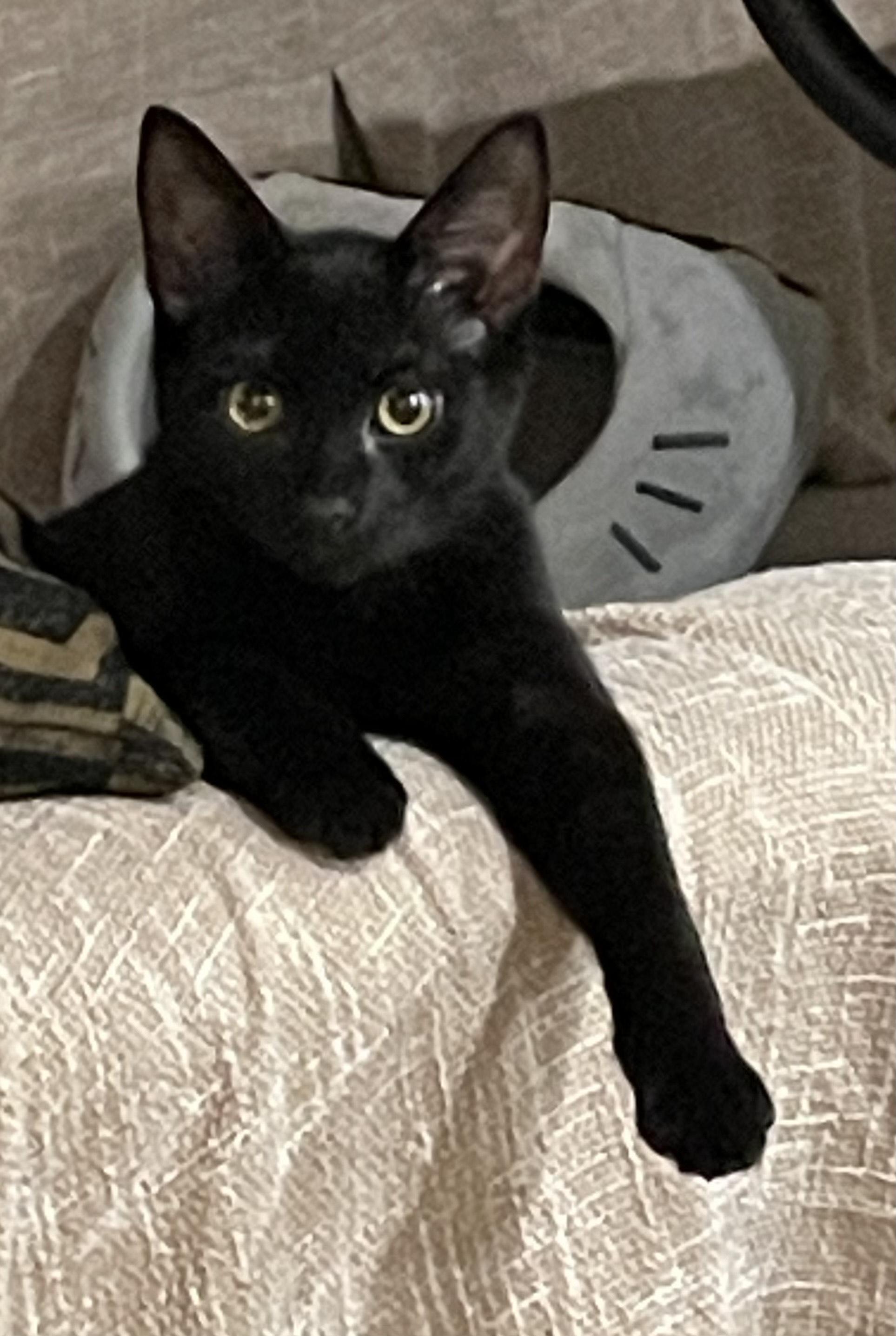 Athena & Zeus, a Adoptable Domestic Short Hair in Pompton Lakes, NJ image 4/6