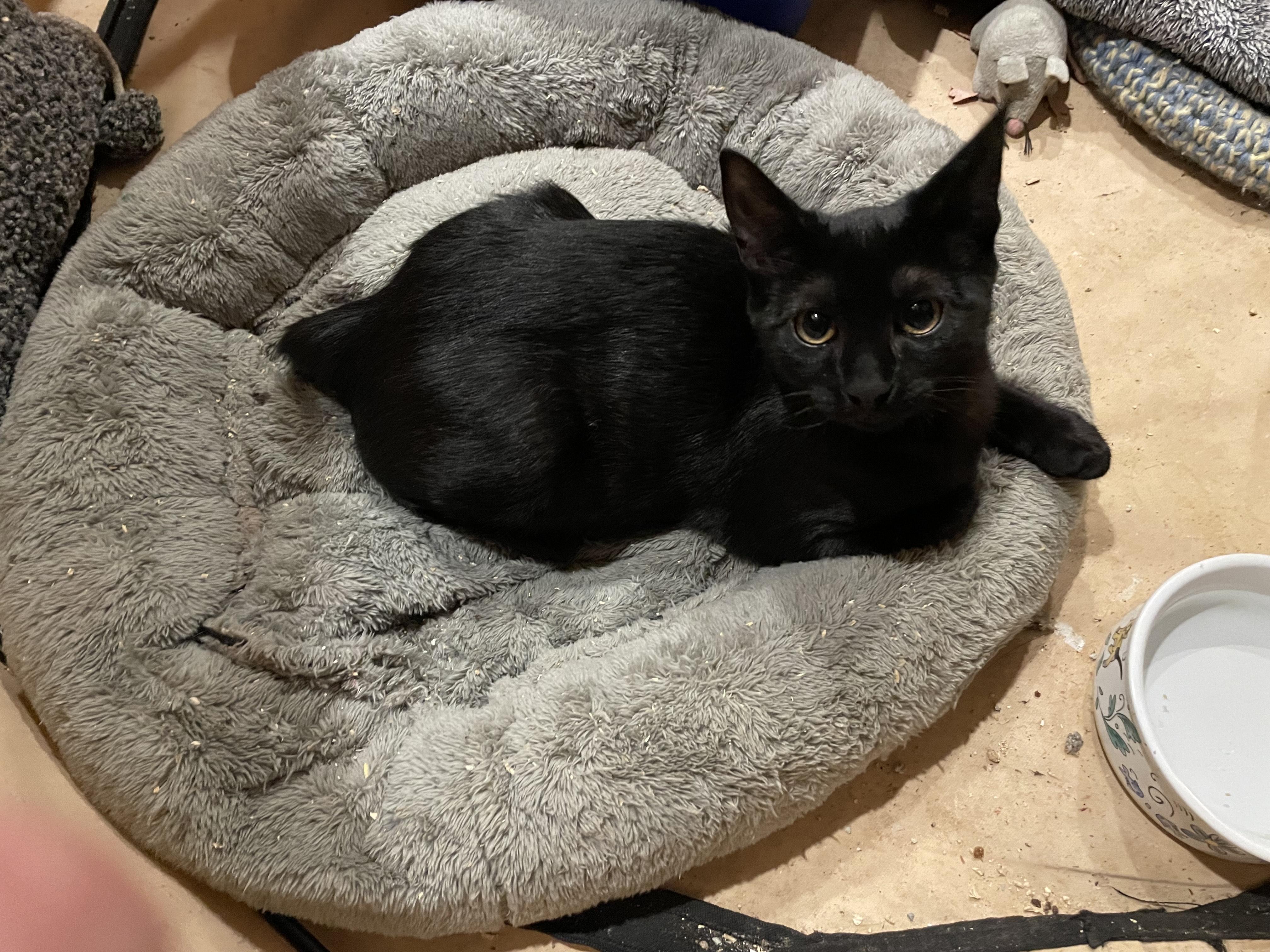 Athena & Zeus, a Adoptable Domestic Short Hair in Pompton Lakes, NJ image 3/6