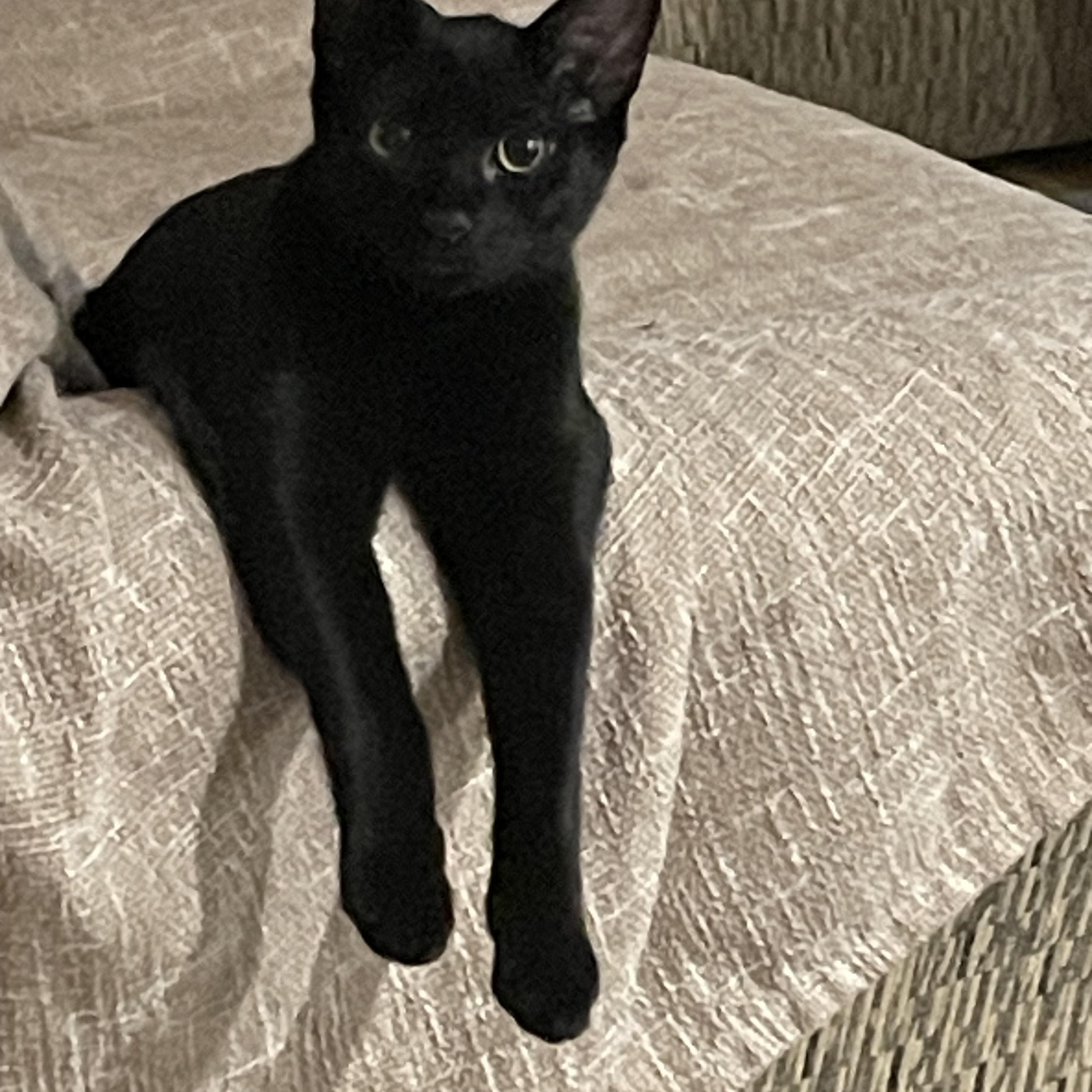 Athena & Zeus, a Adoptable Domestic Short Hair in Pompton Lakes, NJ image 6/6