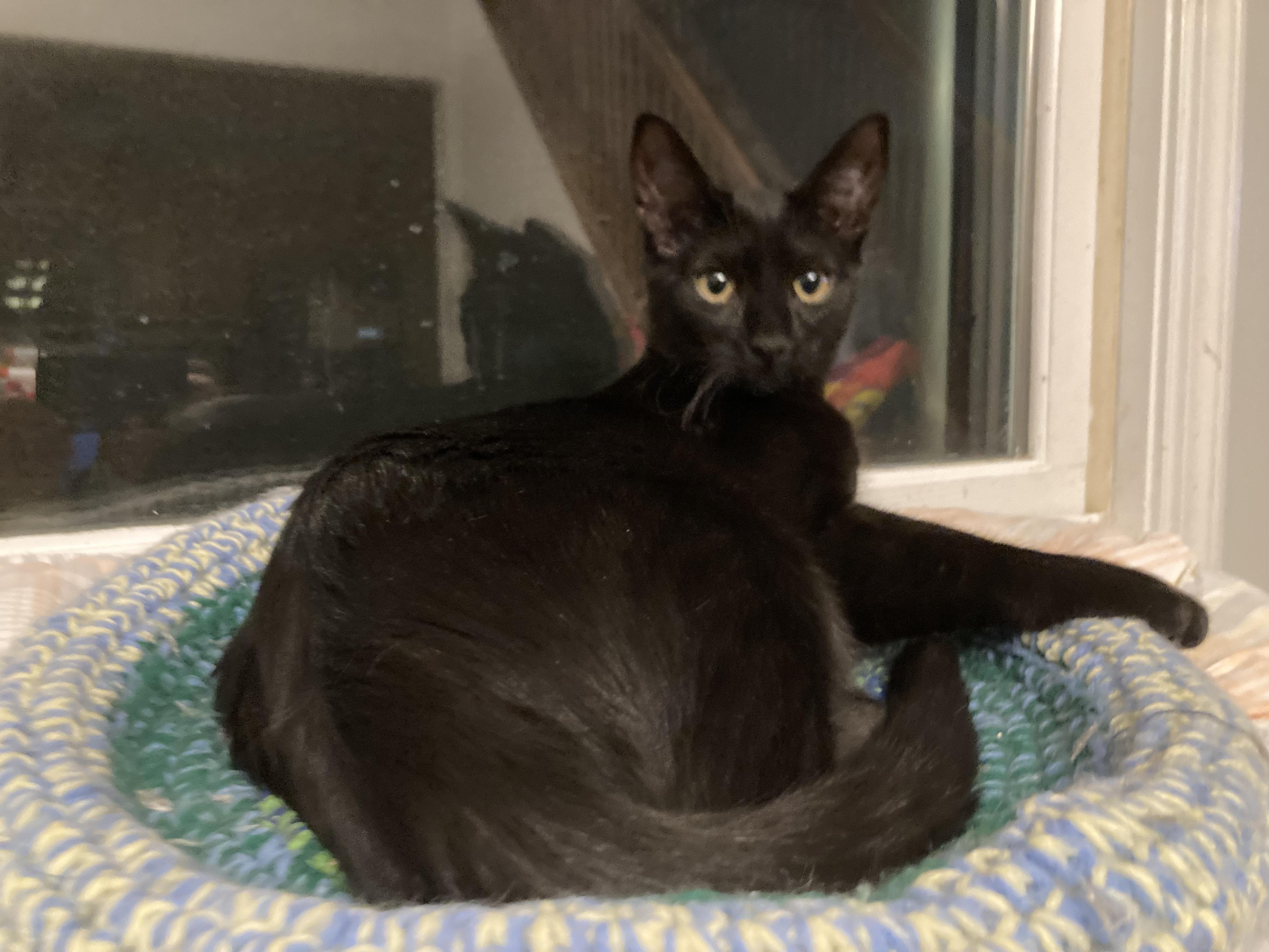 Athena & Zeus, a Adoptable Domestic Short Hair in Pompton Lakes, NJ image 5/6