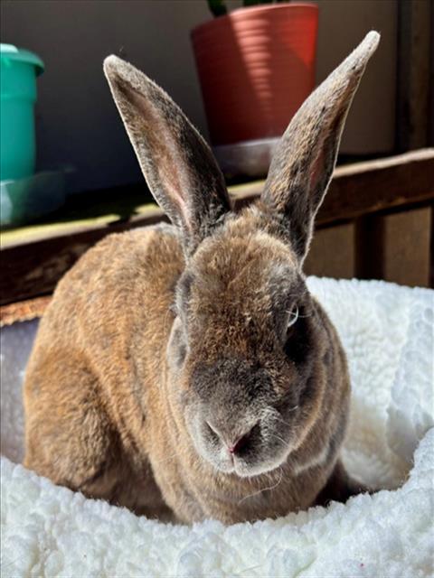 SPIRIT*, Adoptable, Adult Male Bunny Rabbit & Rex.
